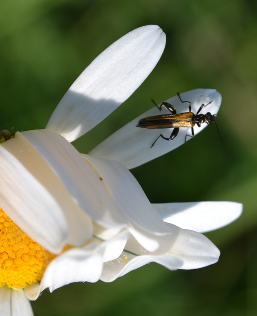 Oedemera femorata - sárgahátú álcincér