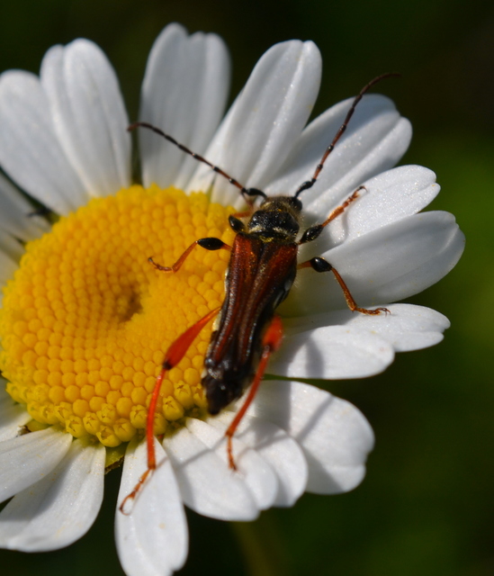 Stenopterus rufus - tarkacsápú keskenyfedőscincér