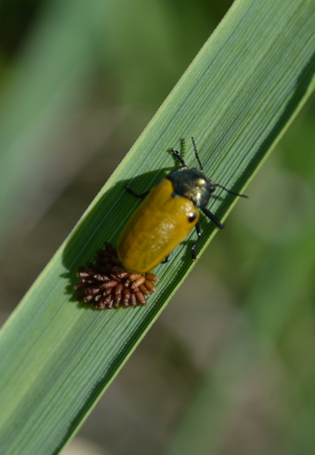 Labidostomis Labidostomis