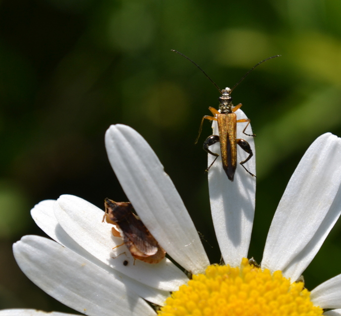 Oedemera podagrariae - székfű-álcincér