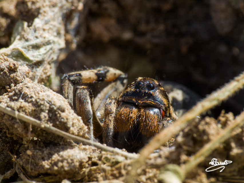 Geolycosa vultuosa - pokoli cselőpók