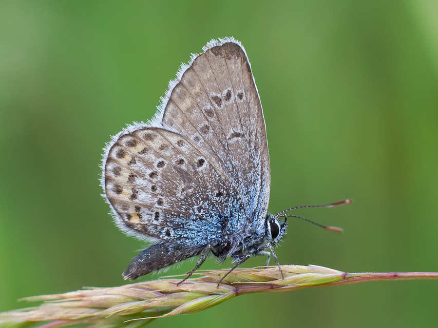 Plebejus argus - ezüstös boglárka
