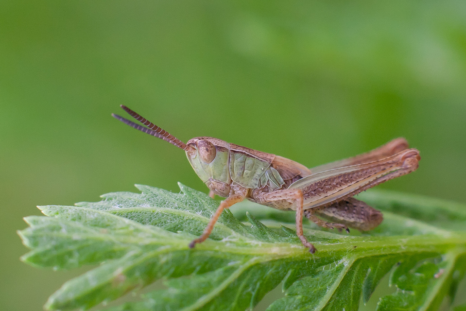 Chorthippus (Chorthippus) (subgenus)