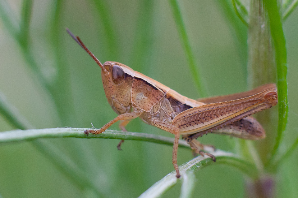 Chorthippus oschei pusztaensis - pusztai rétisáska
