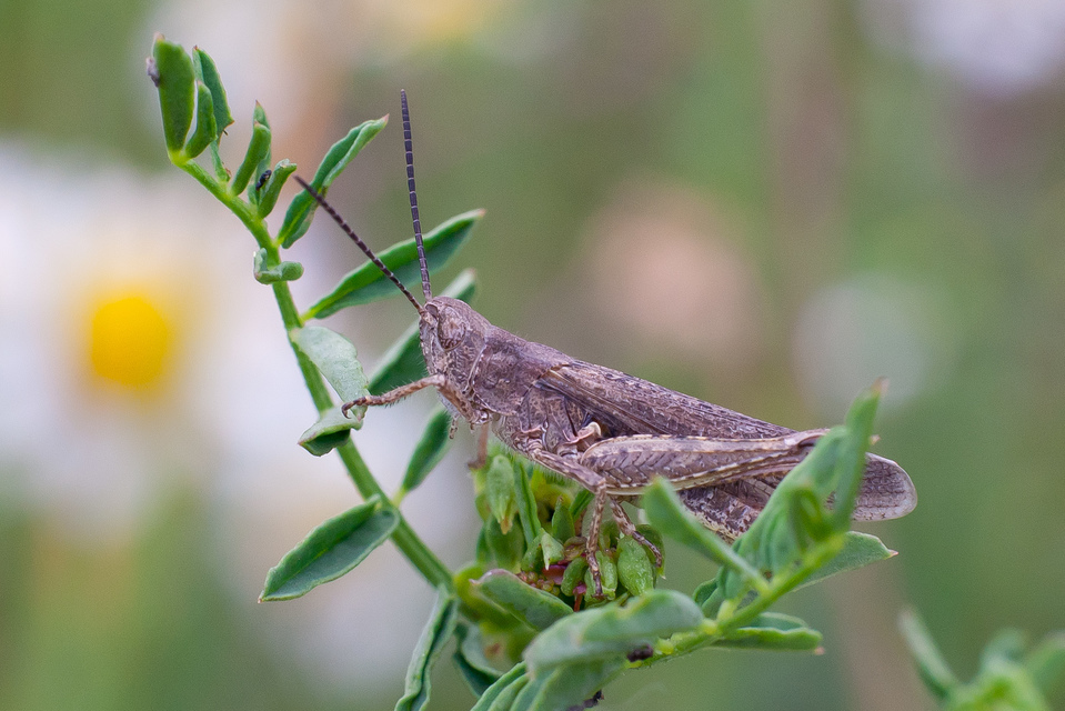 Chorthippus brunneus - közönséges tarlósáska