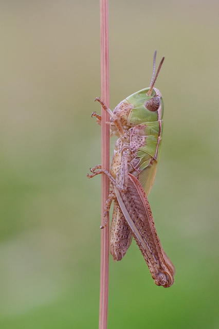 Stenobothrus lineatus - jajgató rétisáska