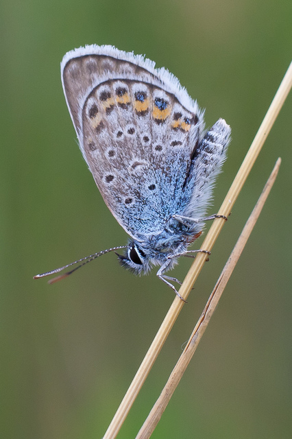 Plebejus argus - ezüstös boglárka