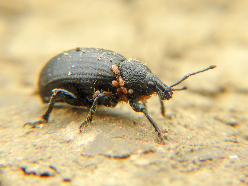 Otiorhynchus catenulatus - gyászos gyalogormányos
