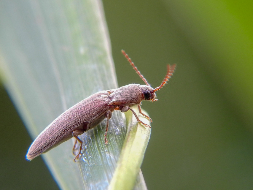 Synaptus filiformis - talpas pattanó