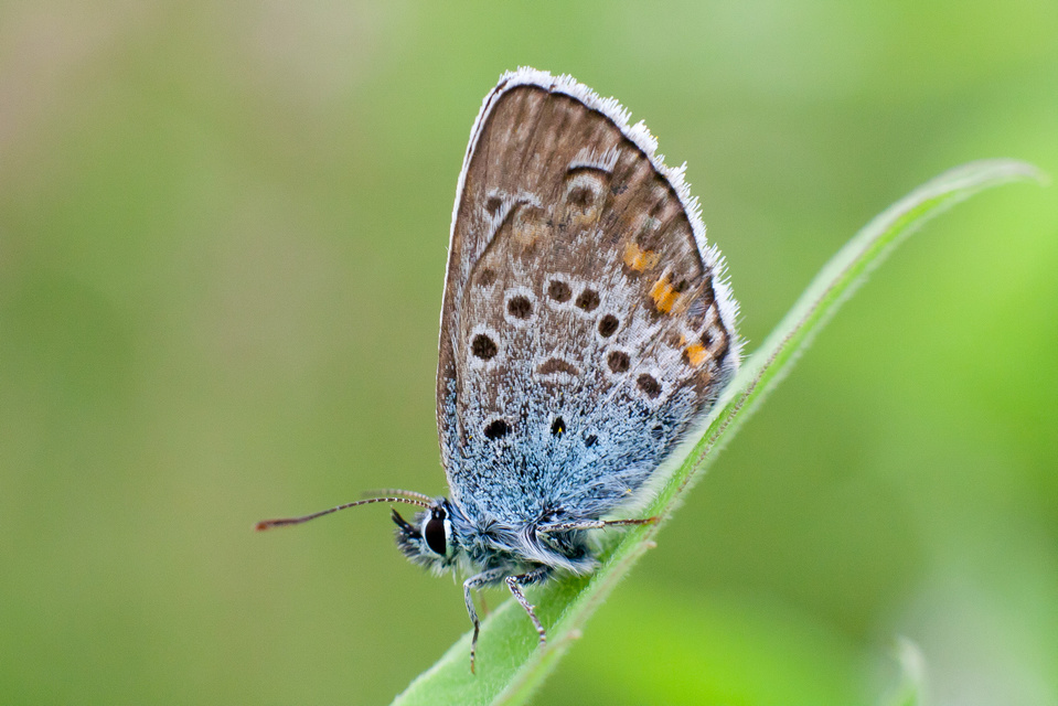 Plebejus argus - ezüstös boglárka