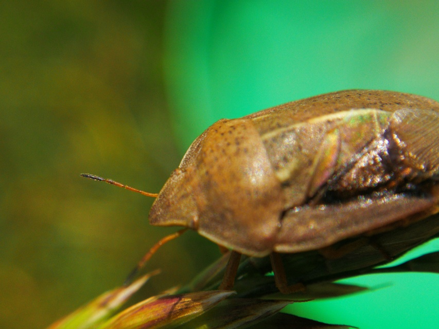 Eurygaster austriaca - osztrákpoloska Eurygaster austriaca - osztrákpoloska