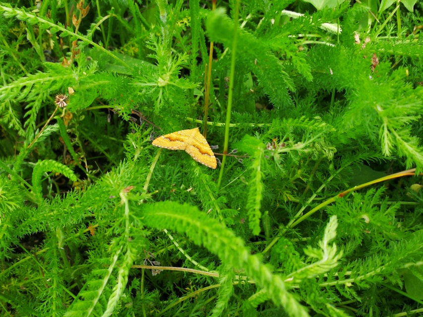 Camptogramma bilineata - kétvonalas sávosaraszoló