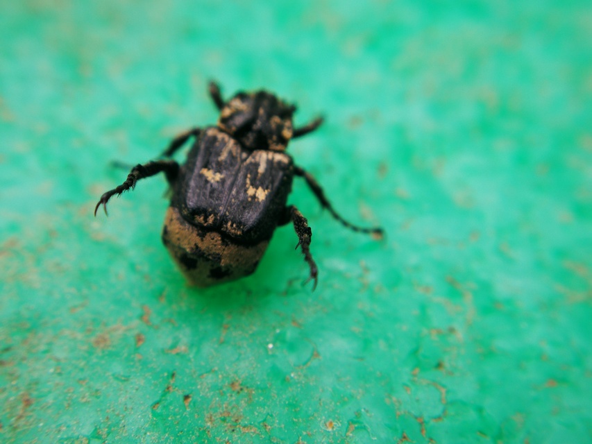 Valgus hemipterus - suta virágbogár
