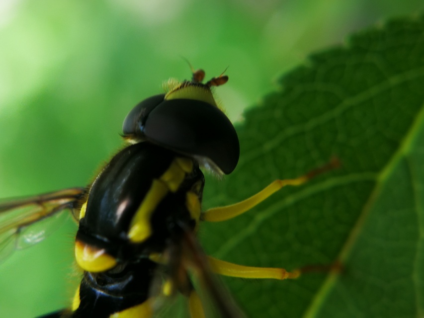 Xanthogramma pedissequum - gyakori oldalsávoslégy