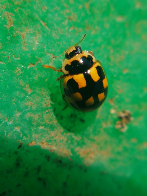 Propylea quatuordecimpunctata - tizennégypettyes füsskata