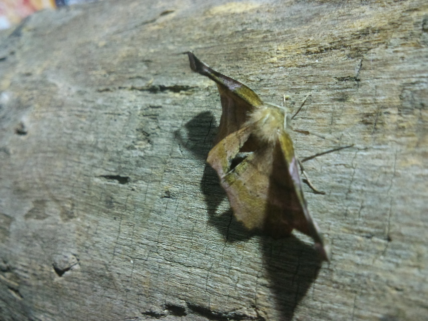 Apeira syringaria - orgona-araszoló