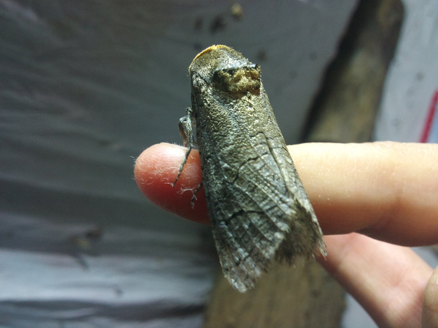 Cossus cossus - fűzfarontólepke