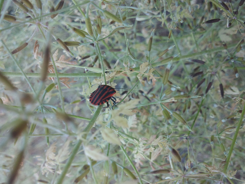 Graphosoma italicum - csíkos pajzsospoloska