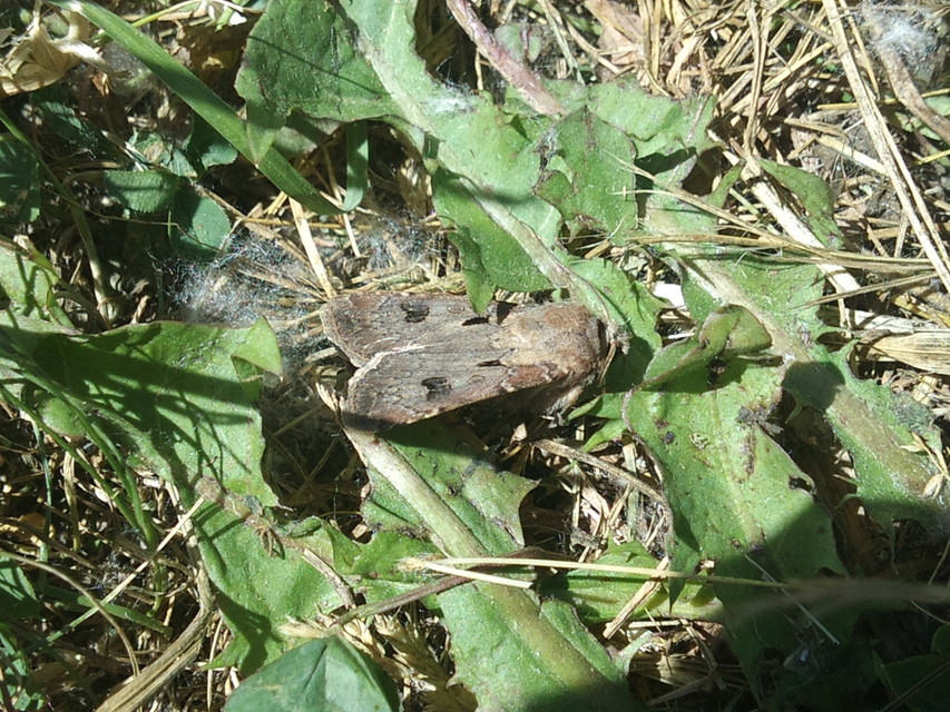Agrotis exclamationis - felkiáltójeles földibagoly