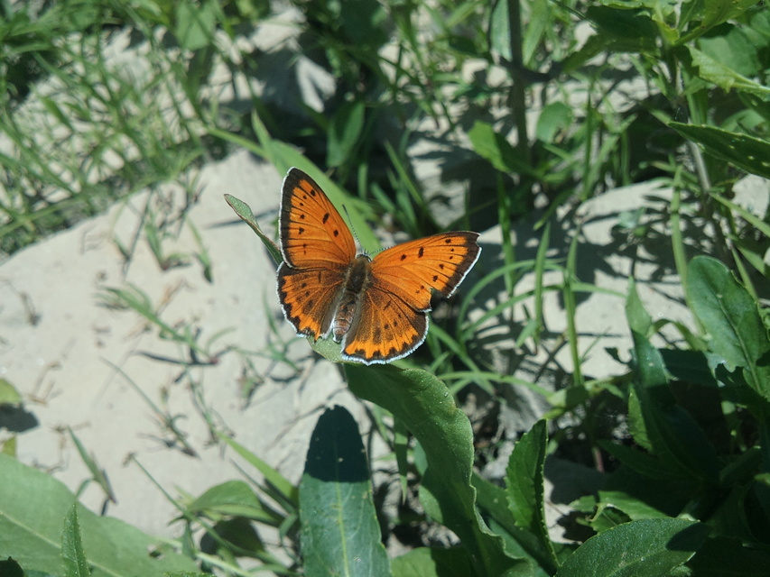 Lycaena dispar rutilus - nagy tűzlepke