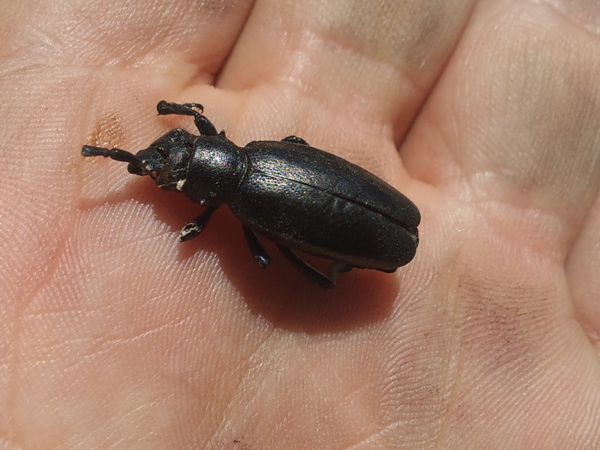 Dorcadion aethiops - fekete gyalogcincér