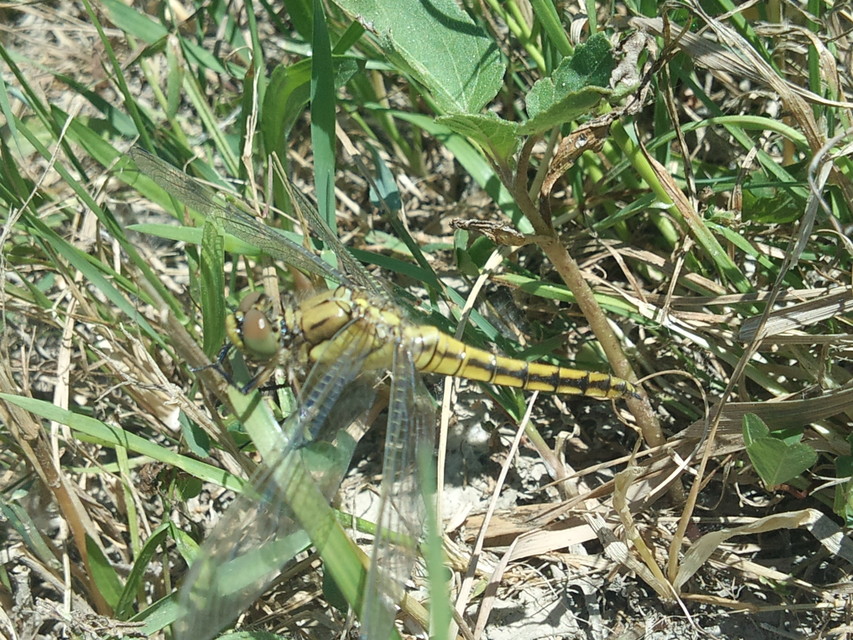 Orthetrum cancellatum - feketefarkú pásztorszitakötő