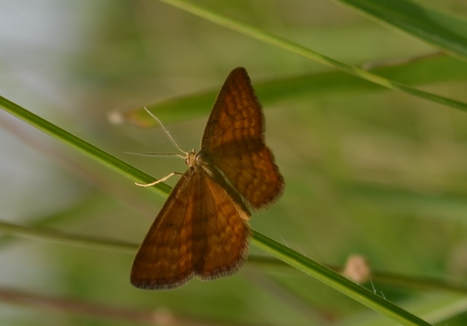 Idaea serpentata - kis sávosaraszoló