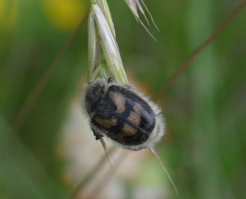 Anisoplia agricola - keresztes szipoly Anisoplia agricola - keresztes szipoly