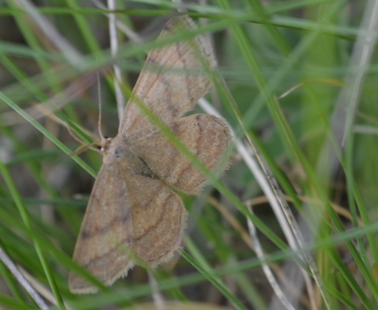 Scopula rubiginata - réti pirosaraszoló