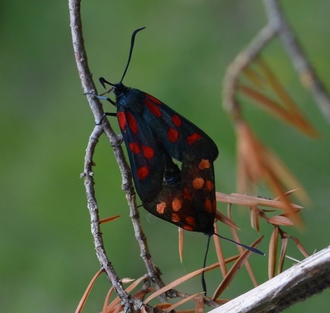 Zygaena
