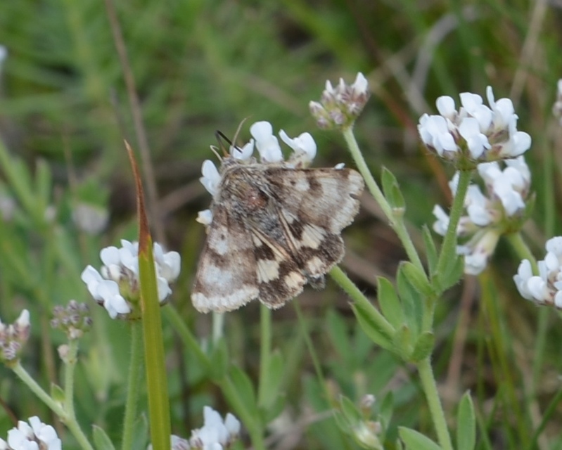 Heliothis adaucta - somkóróbagoly