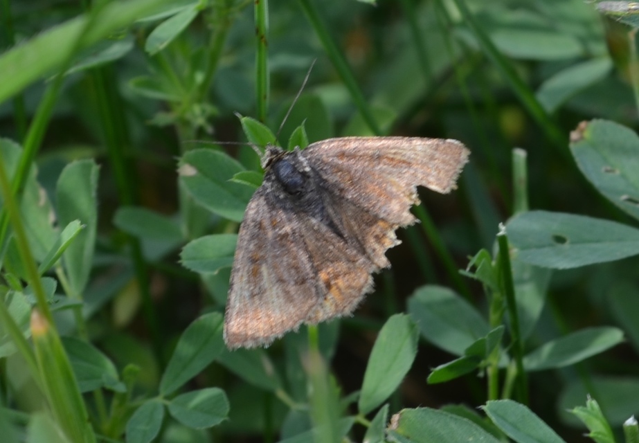 Euclidia glyphica - közönséges nappalibagoly