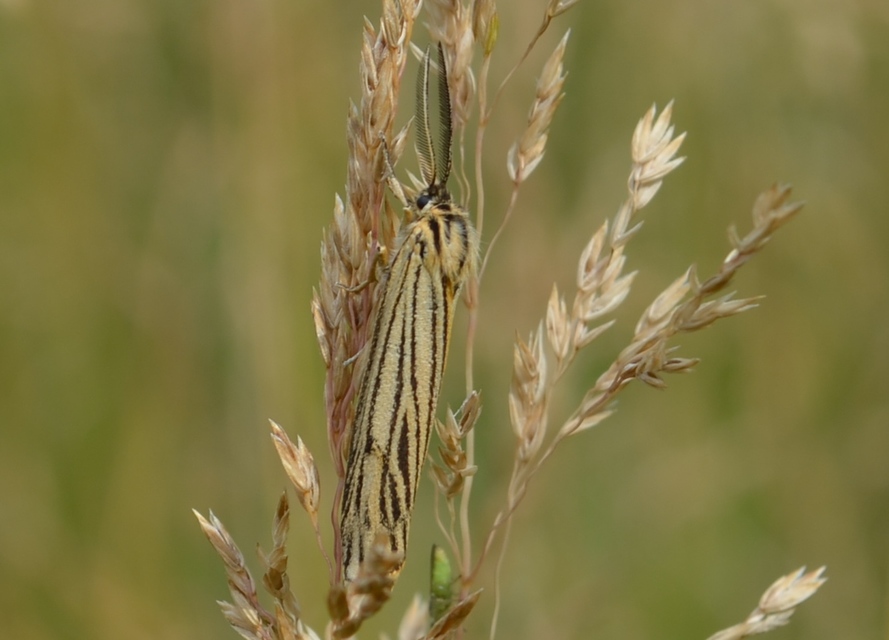 Spiris striata - csíkos molyszövő