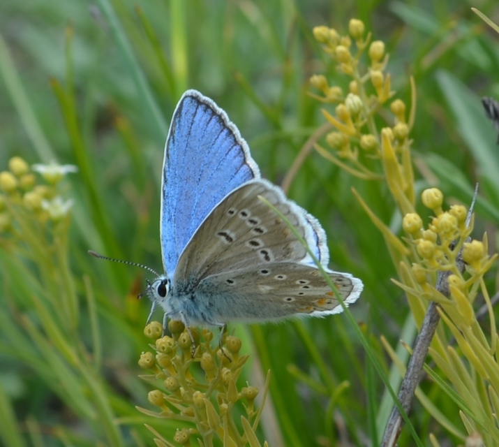 Polyommatus dorylas - fénylő boglárka