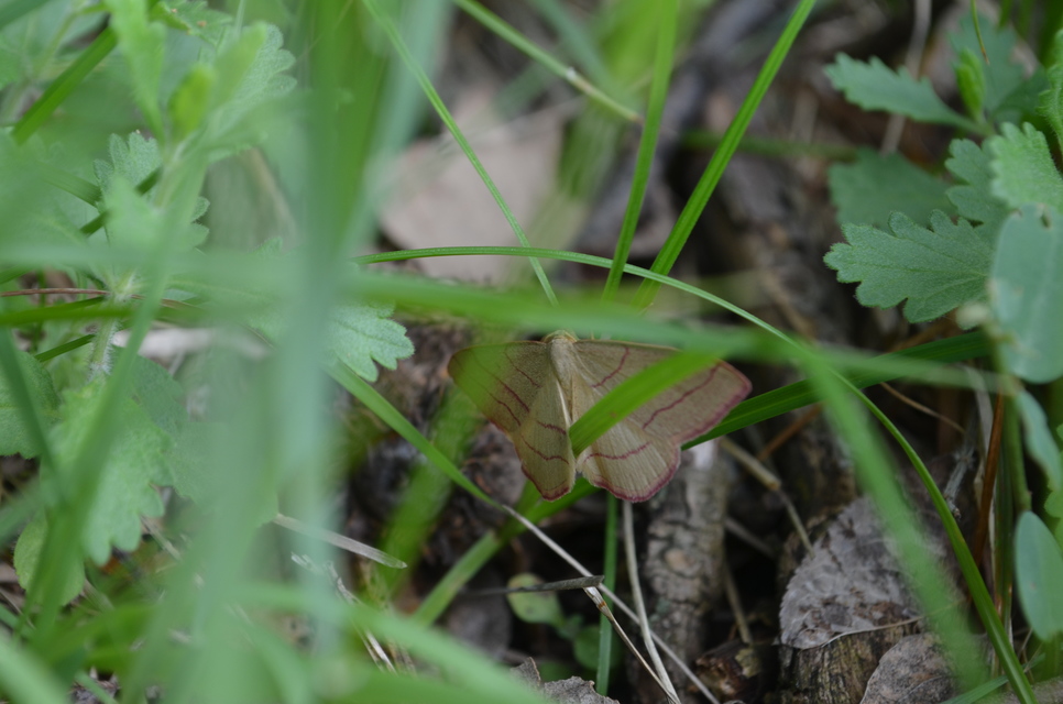 Rhodostrophia vibicaria - pirosszélű araszoló