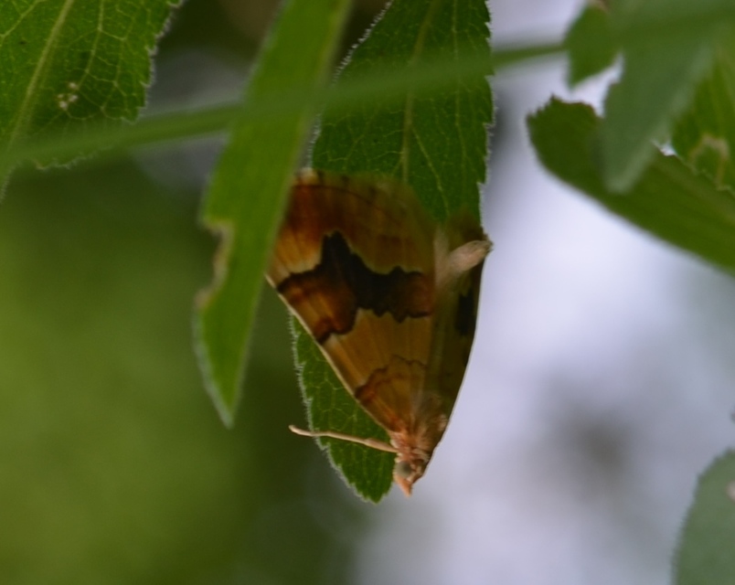 Cidaria fulvata - rózsaaraszoló