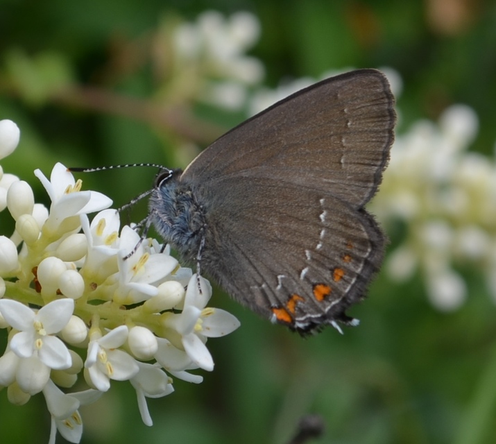 Satyrium ilicis - tölgyfa-csücsköslepke