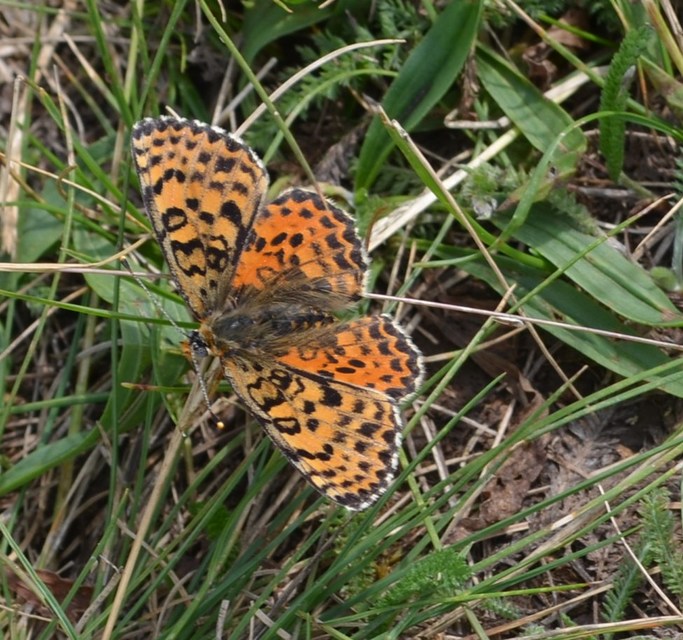 Melitaea didyma - tüzes tarkalepke