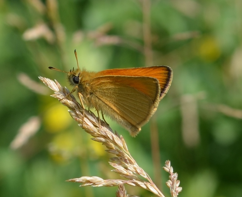 Thymelicus lineola - vonalas busalepke