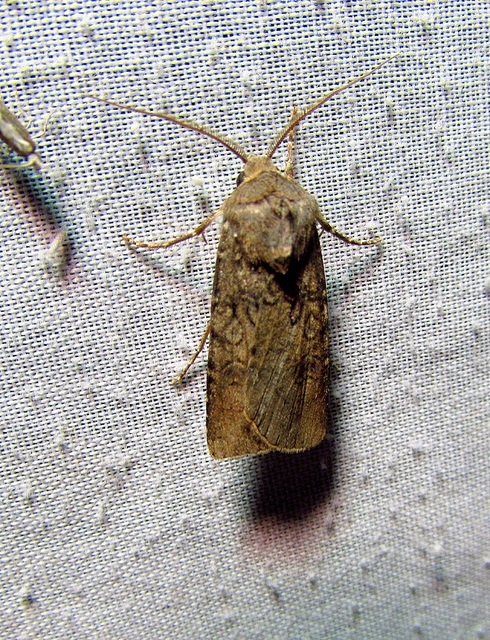 Agrotis segetum - vetési földibagoly