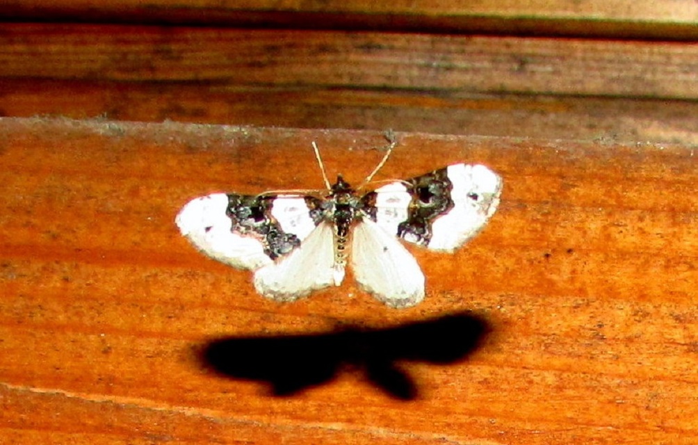 Cosmorhoe ocellata - szemes galajaraszoló