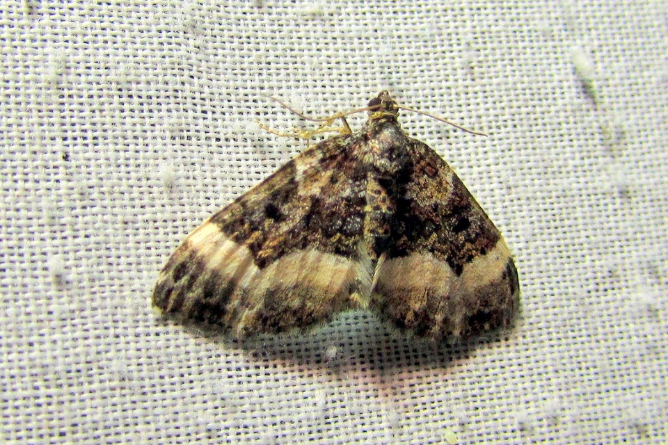 Euphyia unangulata - fogassávú tarkaaraszoló