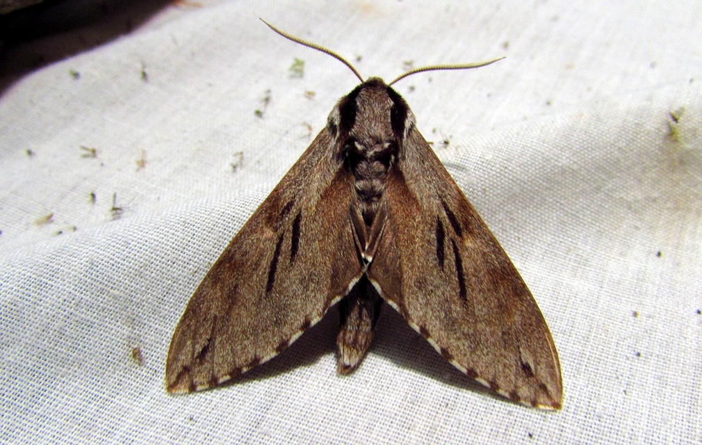 Hyloicus pinastri - fenyőszender