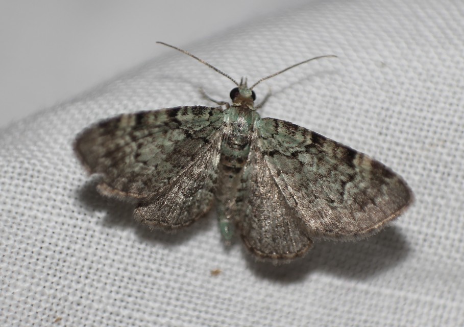 Pasiphila rectangulata - almavirág-araszoló