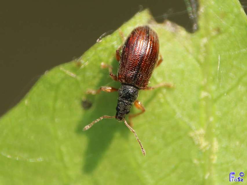Phyllobius oblongus - közönséges levélormányos