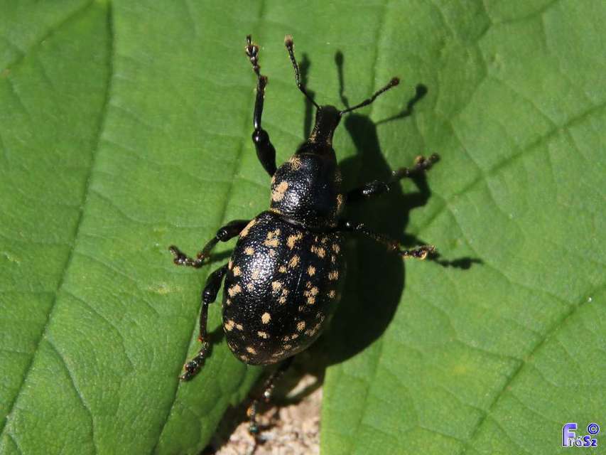 Liparus glabrirostris - közönséges acsalapuormányos