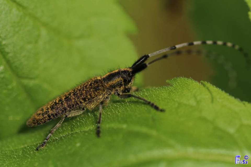 Agapanthia villosoviridescens - fehérgyűrűs bogáncscincér