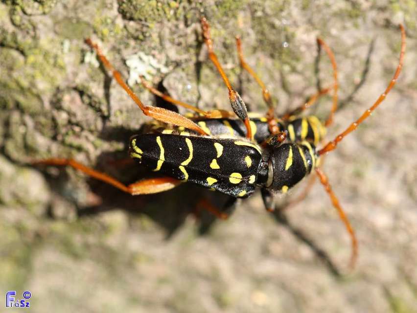 Plagionotus arcuatus - bársonyos darázscincér