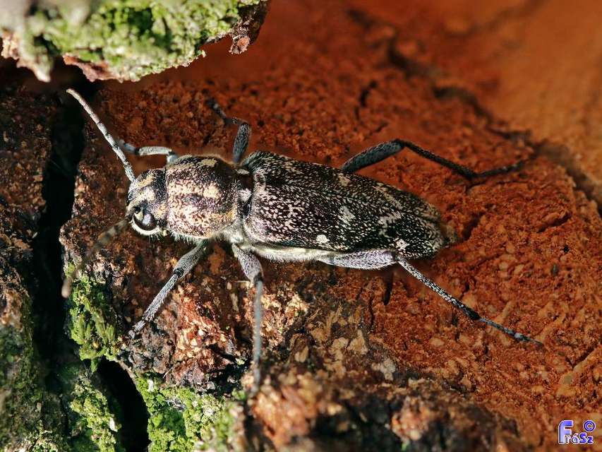 Xylotrechus rusticus - egérszínű darázscincér