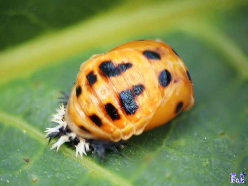 Harmonia axyridis - harlekinkatica